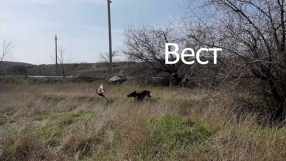 Профессионально, качественно подготовленные собаки для охоты.