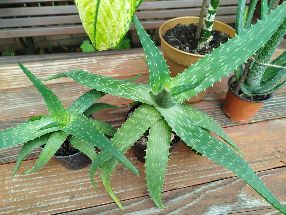 Продам   дифінбахію, лавр  та  лимон  вазони дуже великі та густі