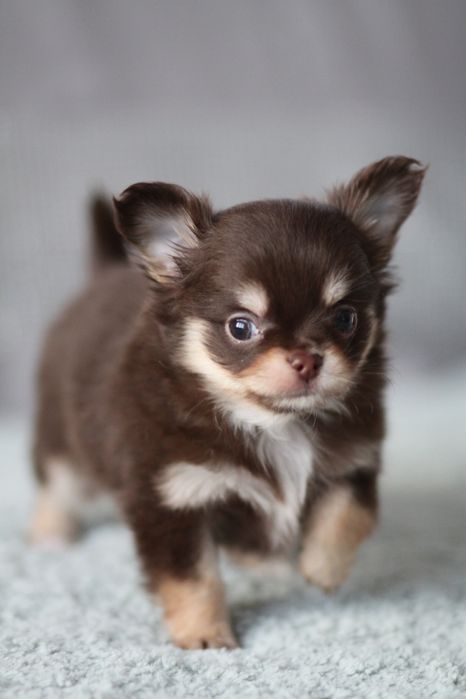 *** Chihuahua czekoladowa długowłosy**