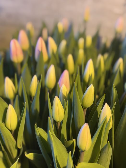 Тюльпаны к 8 марта