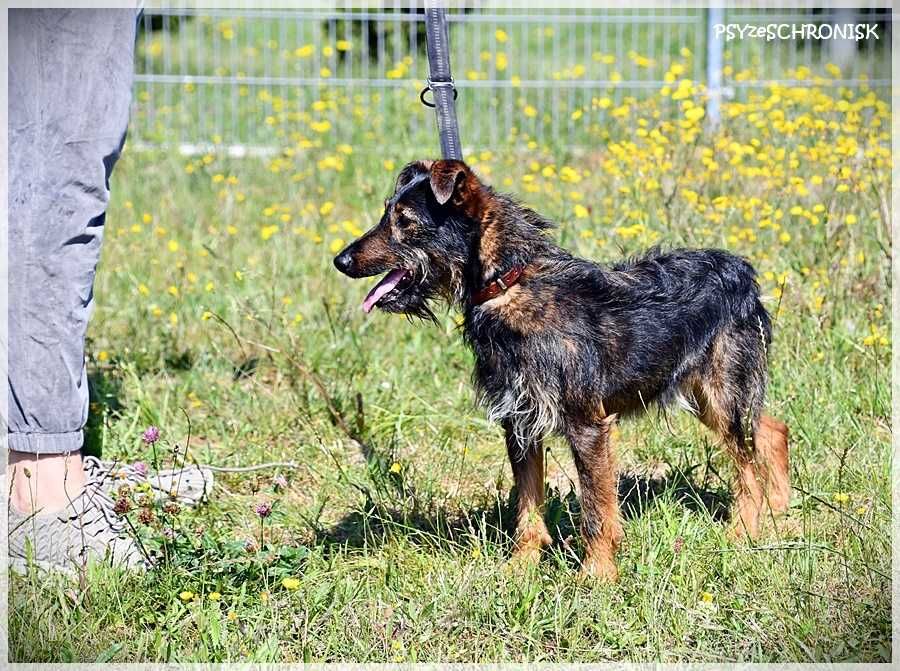 Alfik - malutki terier