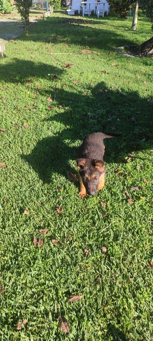 Cachorro de raça Pastor Alemão