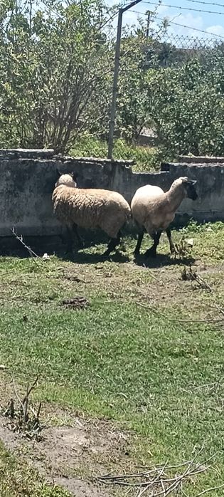 Ovelhas fêmeas boas