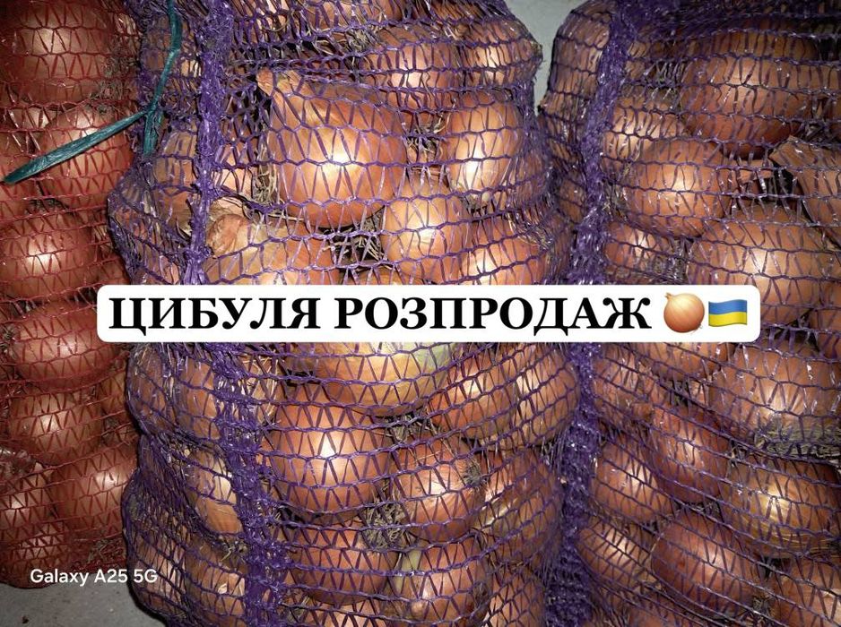 Цибуля домашня  РОЗПРОДАЖ