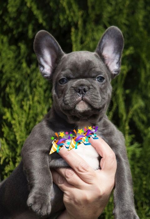 Френч бульдог блакитний