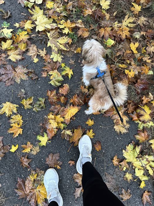 Ши-тцу вязка