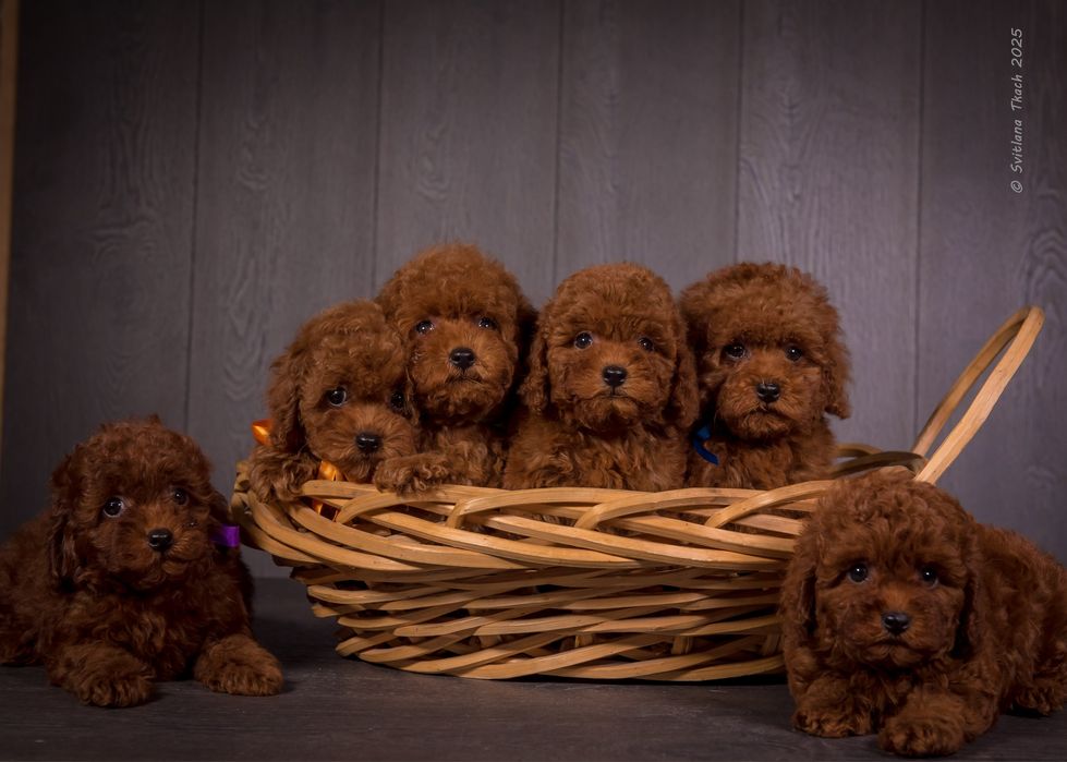 Цуценята той пуделя КСУ