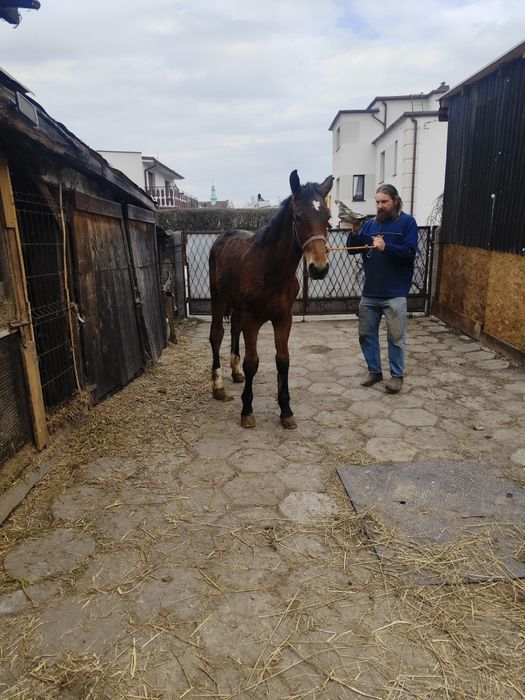 Rezerwacja Ogierek gniady sprzedam
