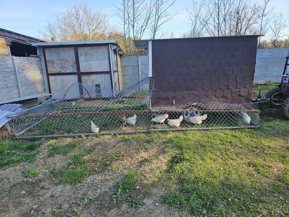 Kurnik na przyczepie mobilna, Zagroda Jeżdżący kurnik