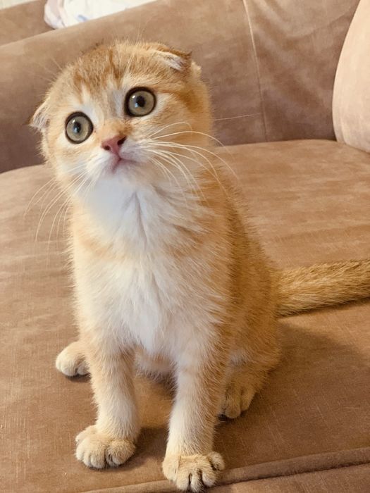 Таткова донечка. Золота красунечка