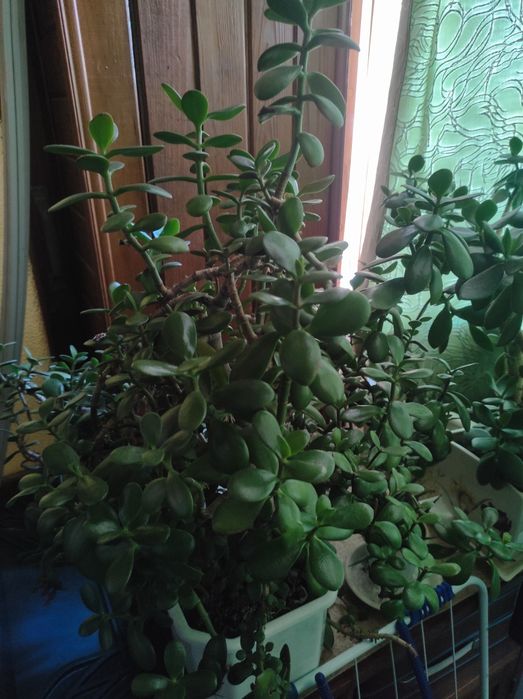 Продам взрослые растения,либо их деток