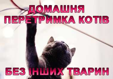 Перетримка котів в окремій кімнаті. Запис на лютий!