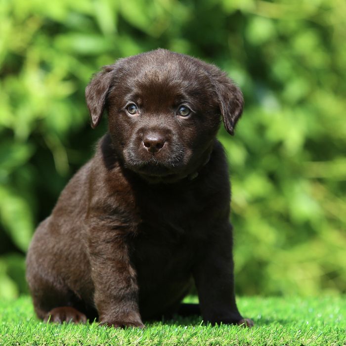 Цуценя / цуценята Лабрадор Ретривер / щенята / щеня / щенок / щенки