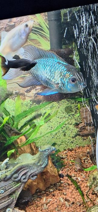 Akwarium z szafką rybkami .