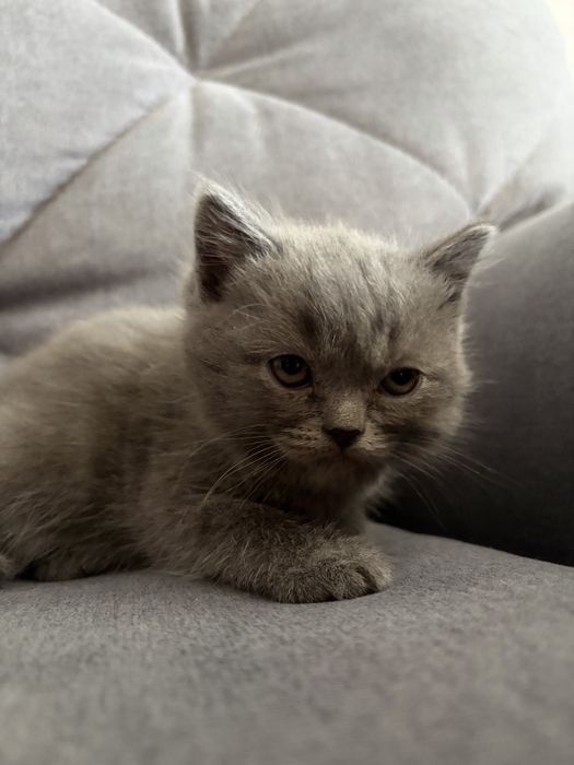 Кошеня британець