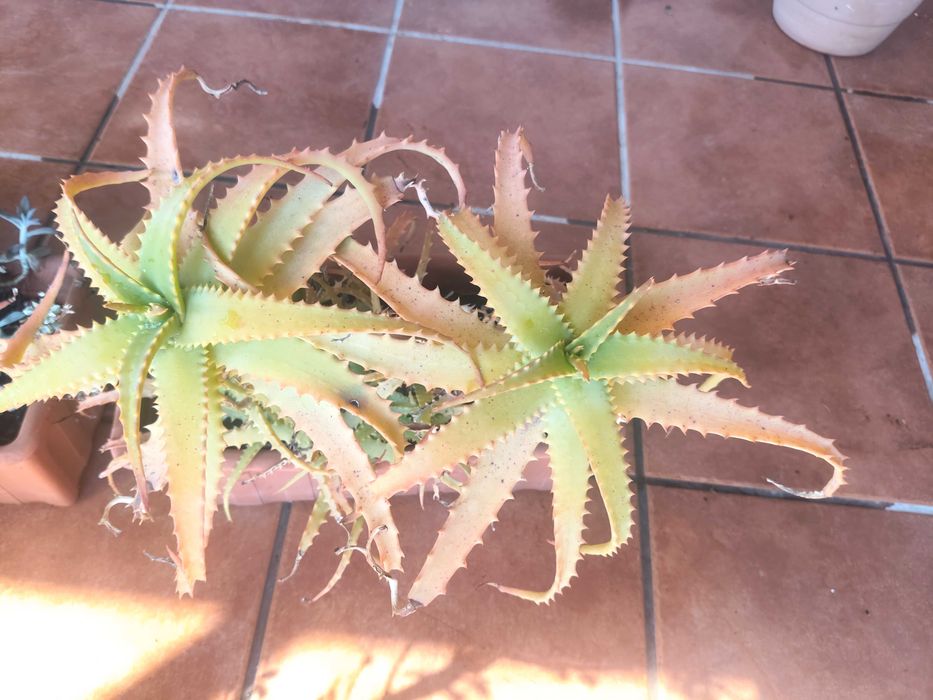 Aloés plantas para plantar