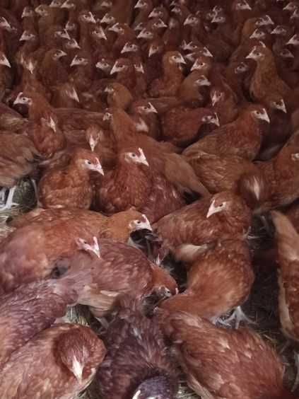 Kury Młode Nioski Rosa