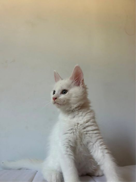 Gatinho maine coon