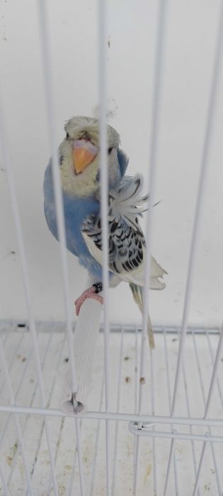 Periquitos Hagoromos