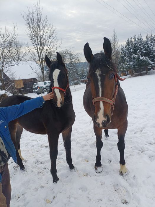 Źrebak Śląski odsadek