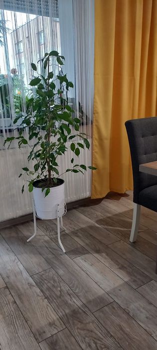 Żywy Kwiat Beniamin plus stojak biały, donica