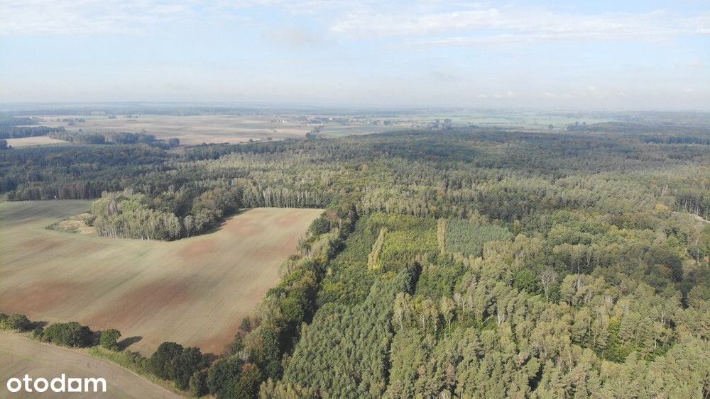 Działka przy lesie