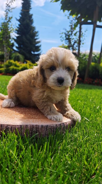 **Cockapoo** cudowny piesek!