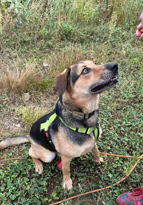 Wspaniały bezkonfliktowy Brunuś szuka domu