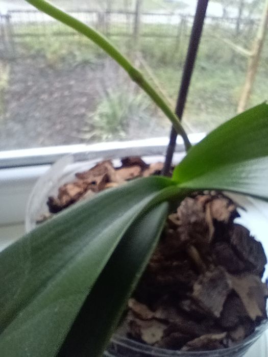 Продам орхідею біло-рожева