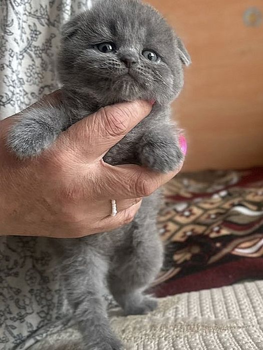 Чистокровные британцы