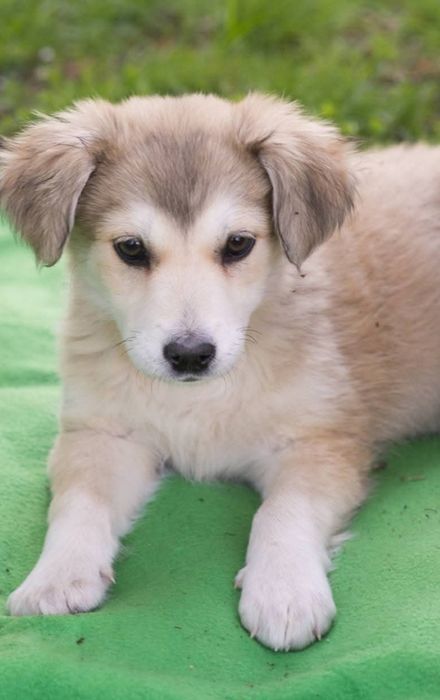 Щенок девочка ищет доброго хозяина