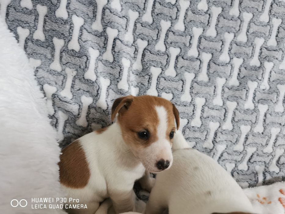 Jack russell Terrier suczka z rodowodem