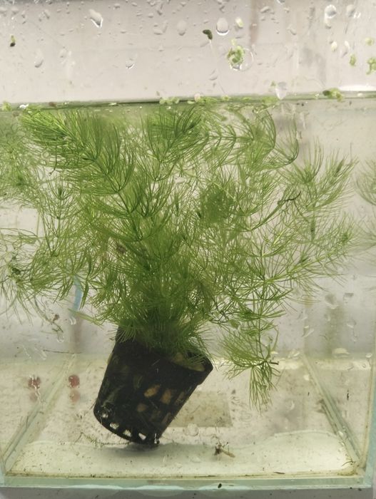 Plantas para aquário