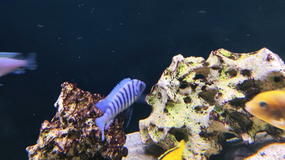 casal maylandia flavifemina