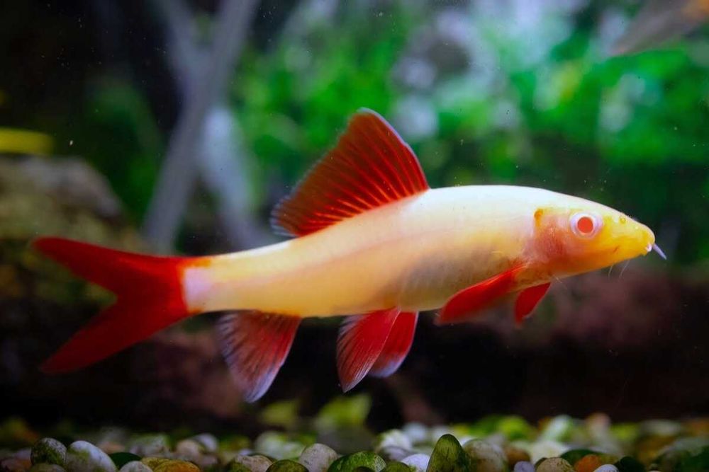 Labeo zielony oraz albino Grubowarg (Labeo frenatum) WYSYŁKA AKWAWIN