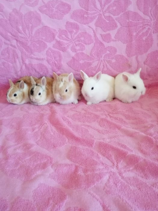 Króliki miniaturki karzełki