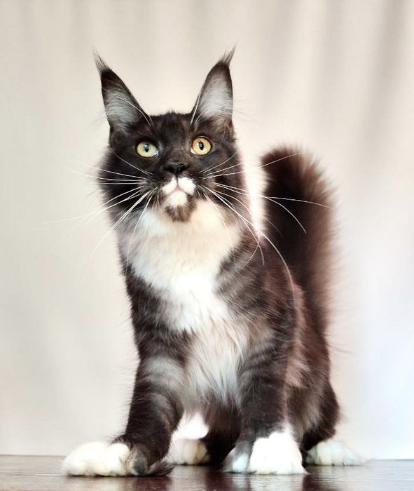 Мейн-кун дівчинка полідакт