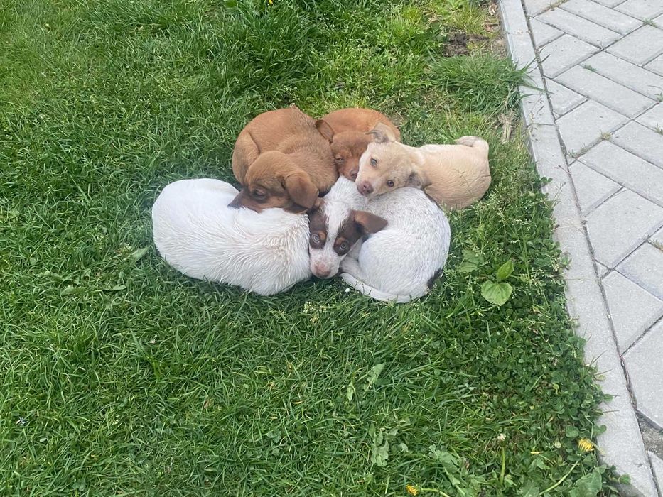 Oddam pieski w dobre ręce