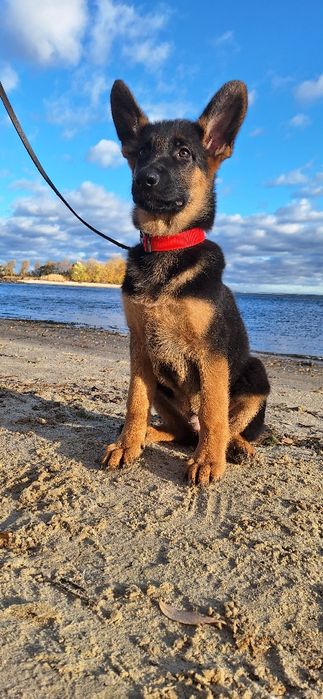 Цуценята німецької вівчарки шоу