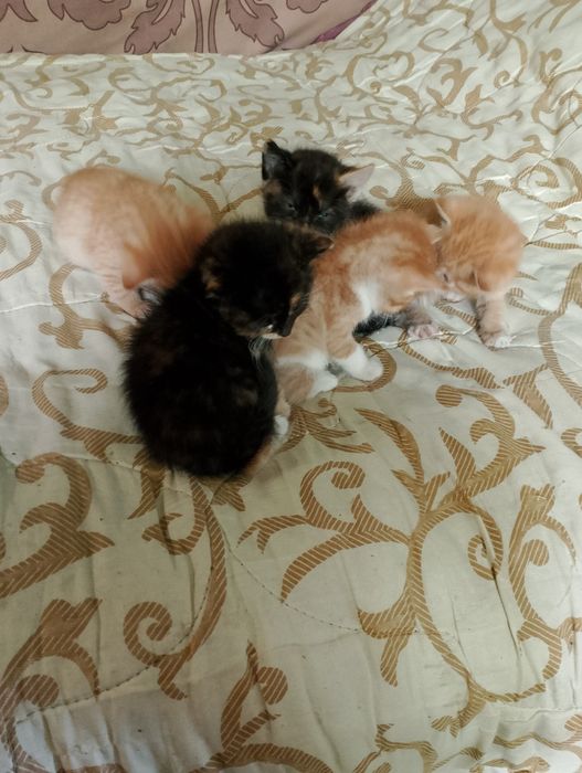 Кошенята в добрі руки