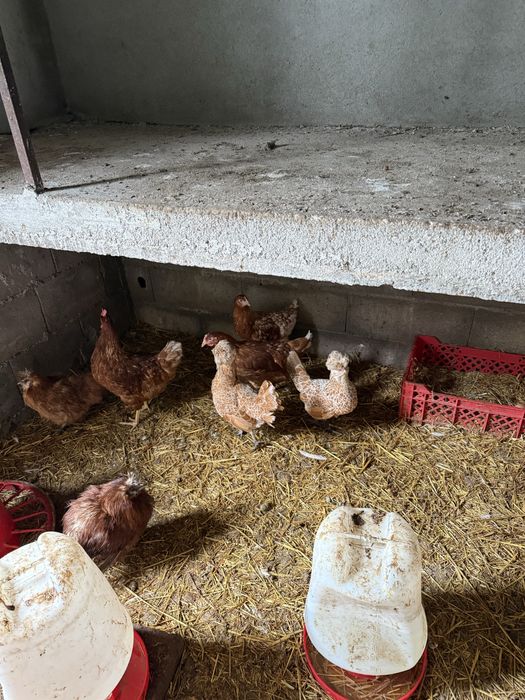 Casal de paduanas chamuça