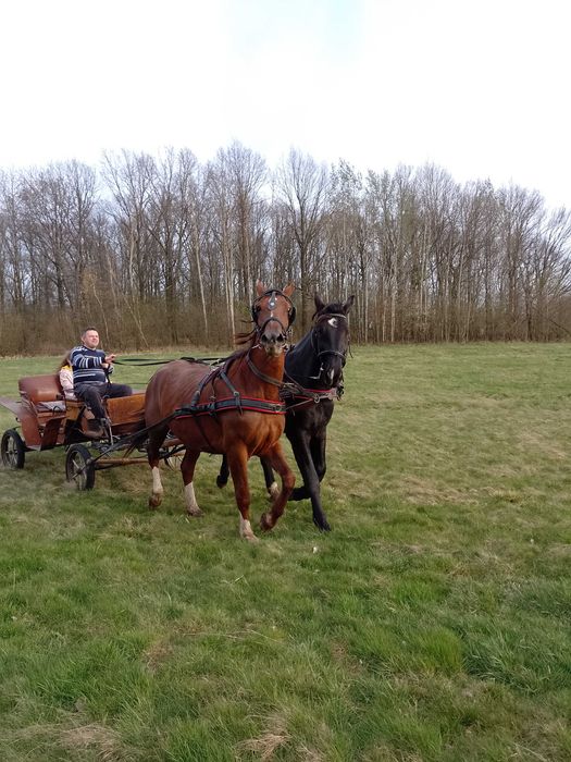 REZERWACJA Klacz śląska Pearl