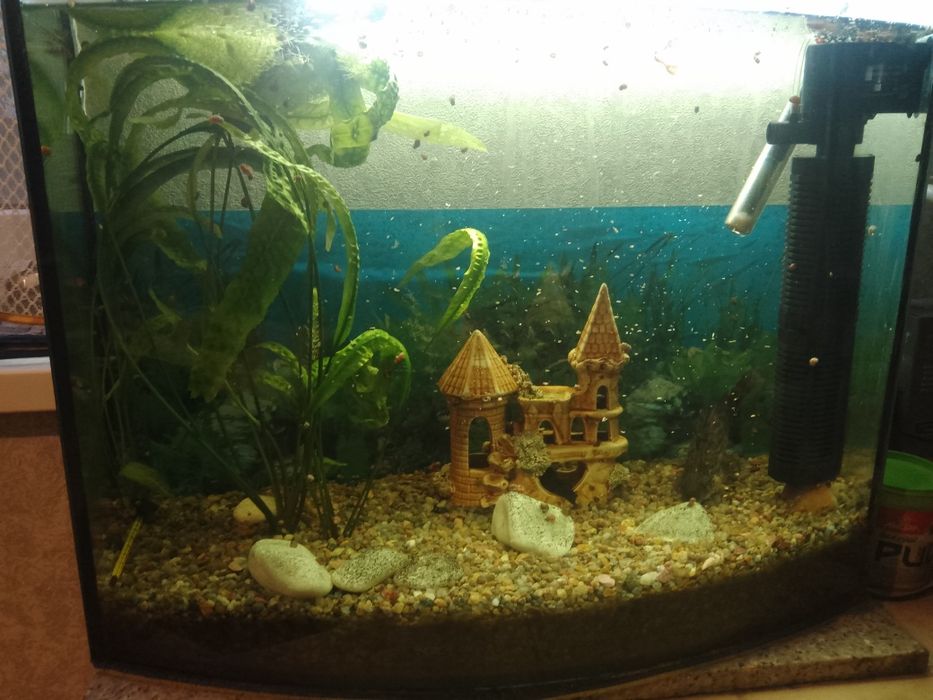Продам акваріум повний комплект. з рибками два сомики і пару малих роб