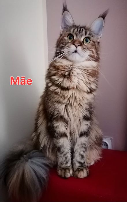 Femia    MAINE COON  com  LOP (negociavel)