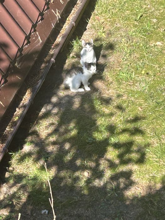 Kotki do adopcji za darmo