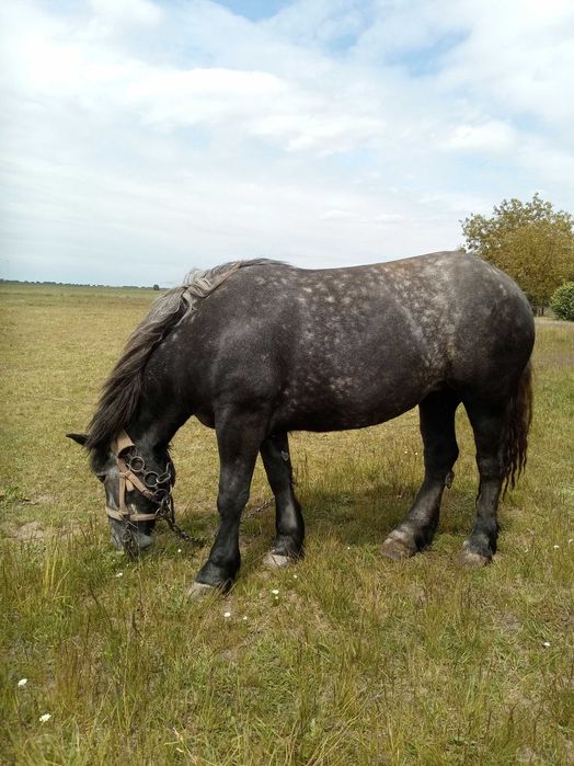 Klacz zimnokwista z licencją