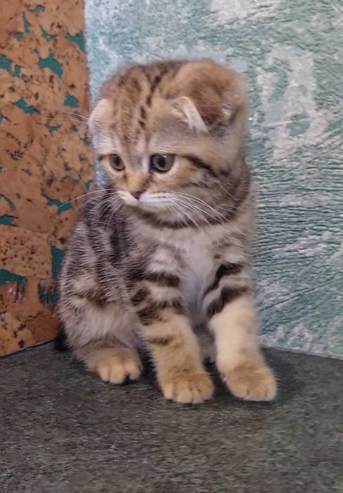 Шотландская вислоухая, Scottish fold, скоттиш фолд, питомник