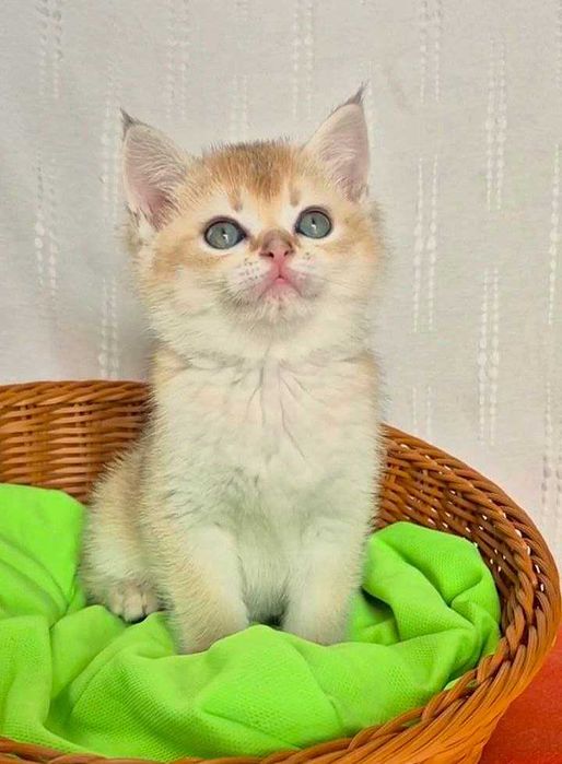 Шотландские котята (ЗОЛОТАЯ ШИНШИЛЛА)