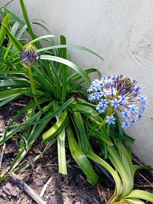 Scilla Peruviana