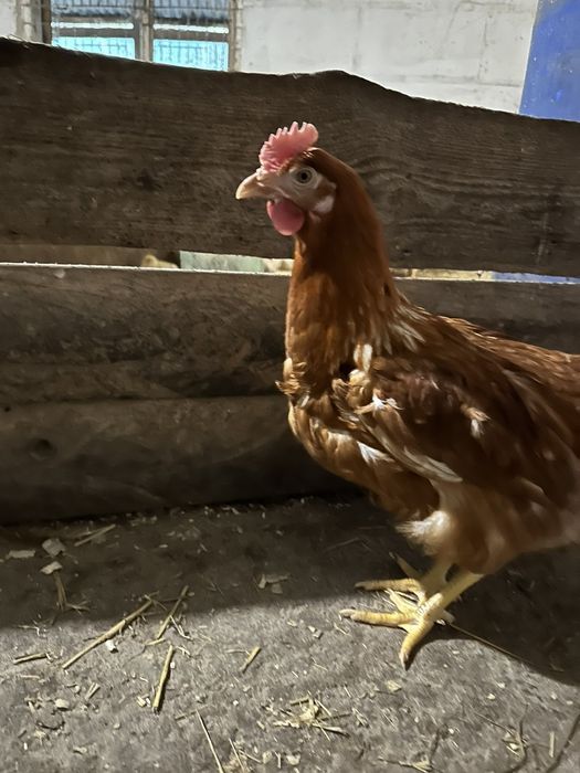 Ломан-Браун, 5,5 місяці